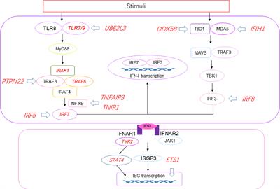 Childhood-onset systemic lupus erythematosus: characteristics and the prospect of glucocorticoid pulse therapy